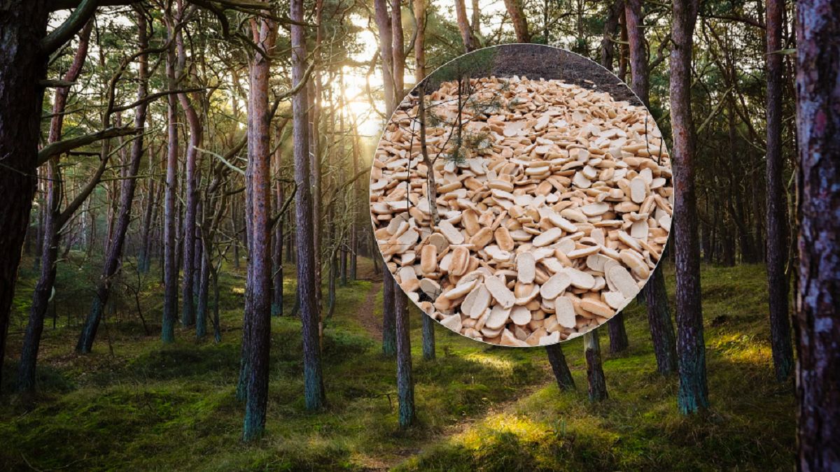 Wyrzucone pieczywo do lasu