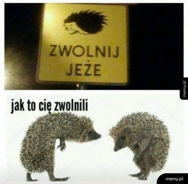 Mem z jeżami