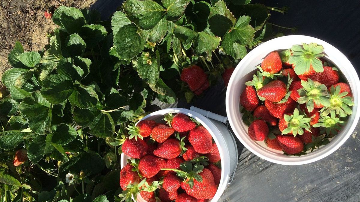 Na Pomorzu i Kujawach szukają pracowników sezonowych