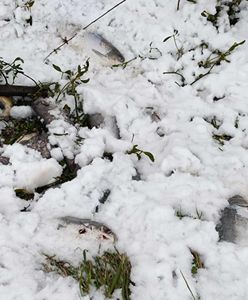 Zadziwiające znalezisko w Lublinie. W rowie przy ekspresówce. Wezwano policję