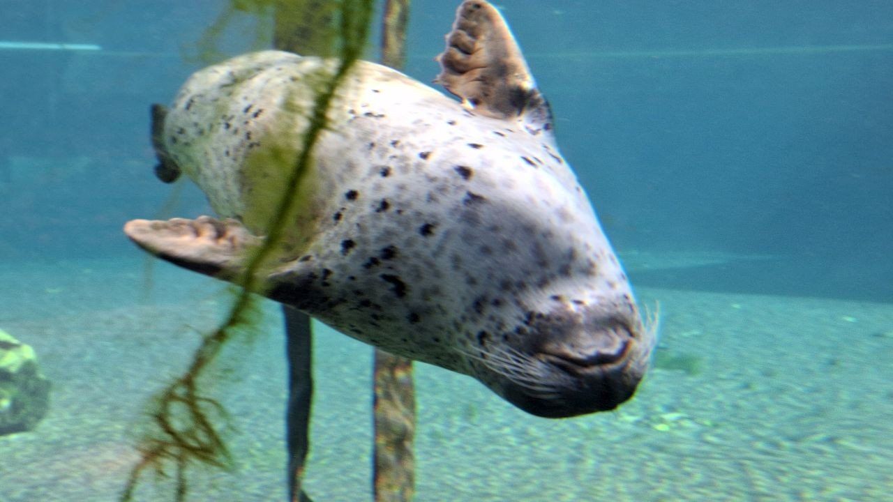 Foki to jedne z wielu gatunków zwierząt, które mieszkają w Afrykarium wrocławskiego zoo.