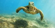 USA. Na plaży znaleziono dwugłowego żółwia