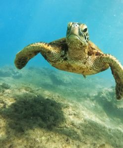 USA. Na plaży znaleziono dwugłowego żółwia