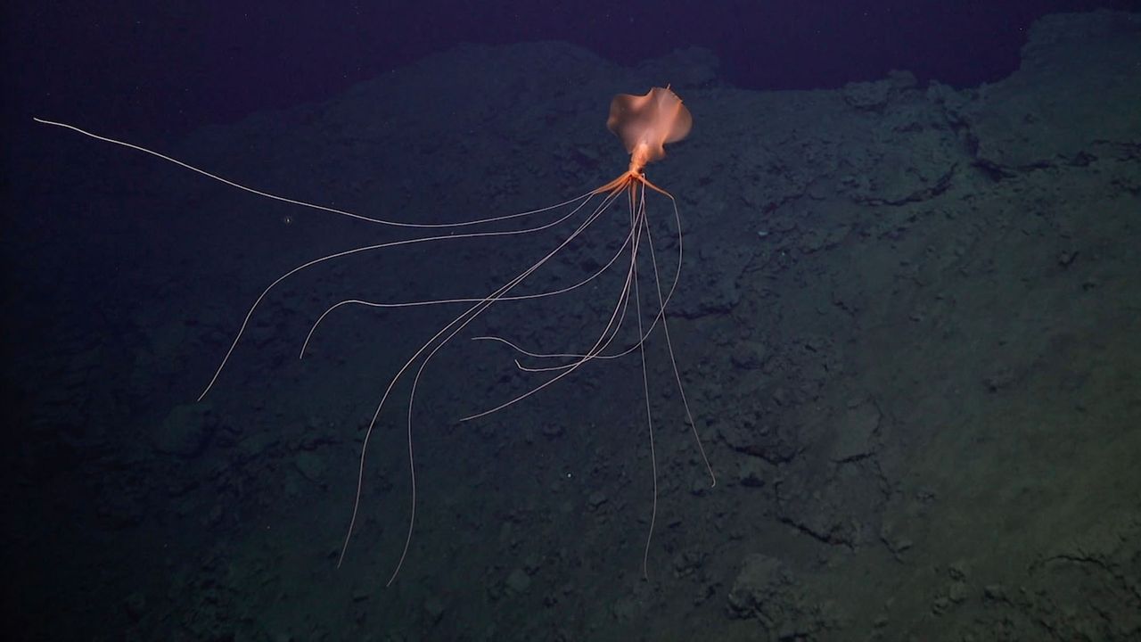 Kałamarnica wielkopłetwa to jeden z gatunków, który żyje w okolicach "tuneli wentylacyjnych" na dnie Oceanu Atlantyckiego.