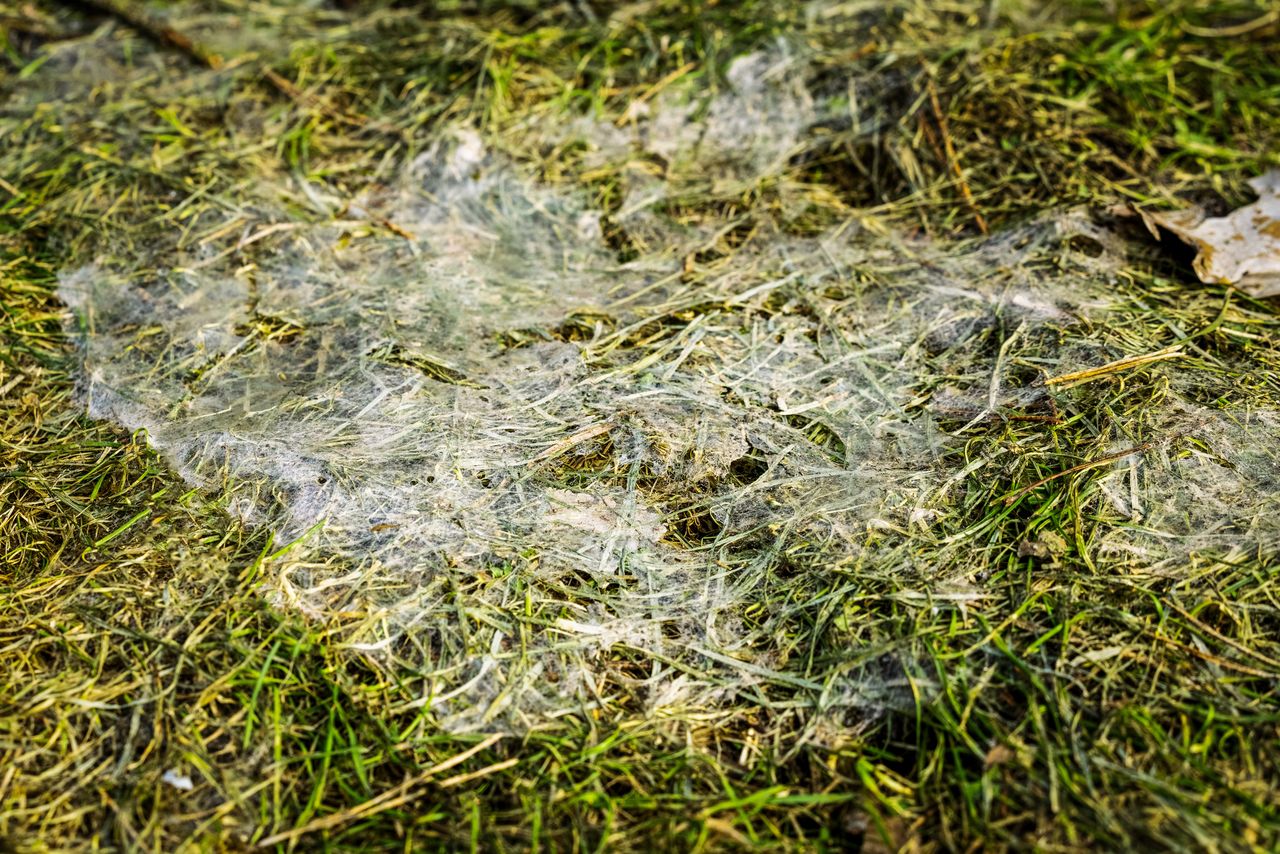 "Cichy zabójca" w ogrodzie. Atakuje po roztopach śniegu