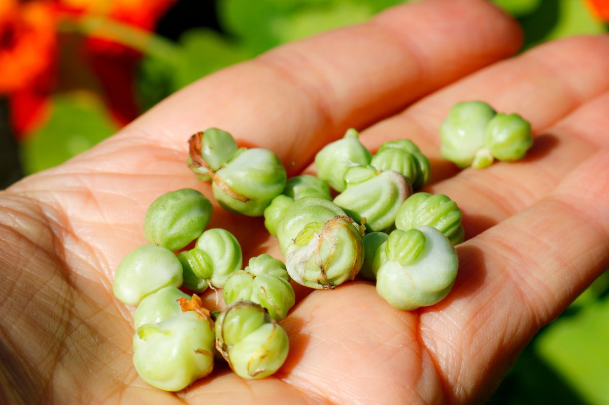 Nasturtium seeds will be used to prepare capers