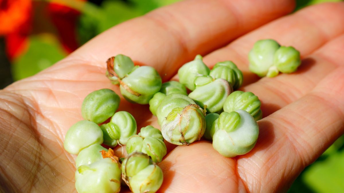 Nasiona nasturcji posłużą do przygotowania kaparów po polsku 