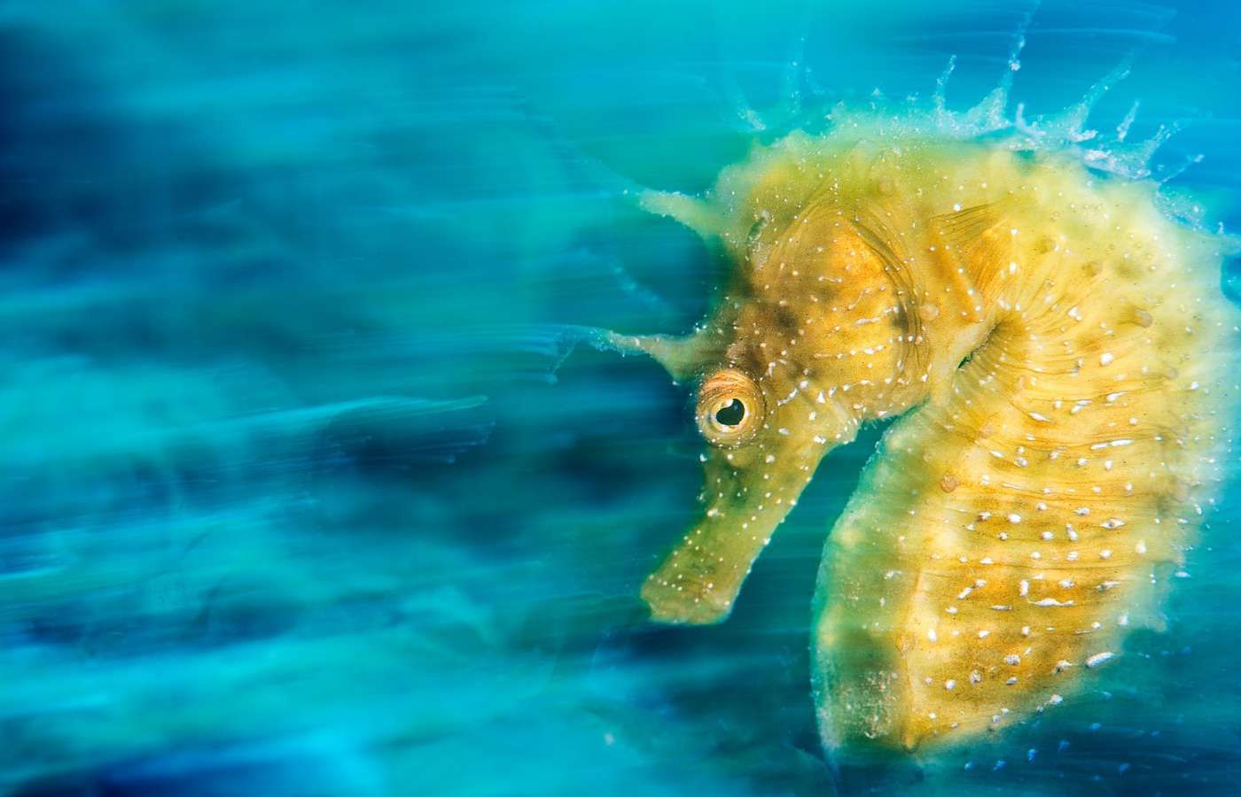 Natura z perspektywy, której sam nie zobaczysz. Oto najlepsze fotografie świata wykonane pod wodą 3