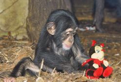 Przynieś zabawkę do warszawskiego ZOO. Zbiórka "gadżetów" dla zwierzaków