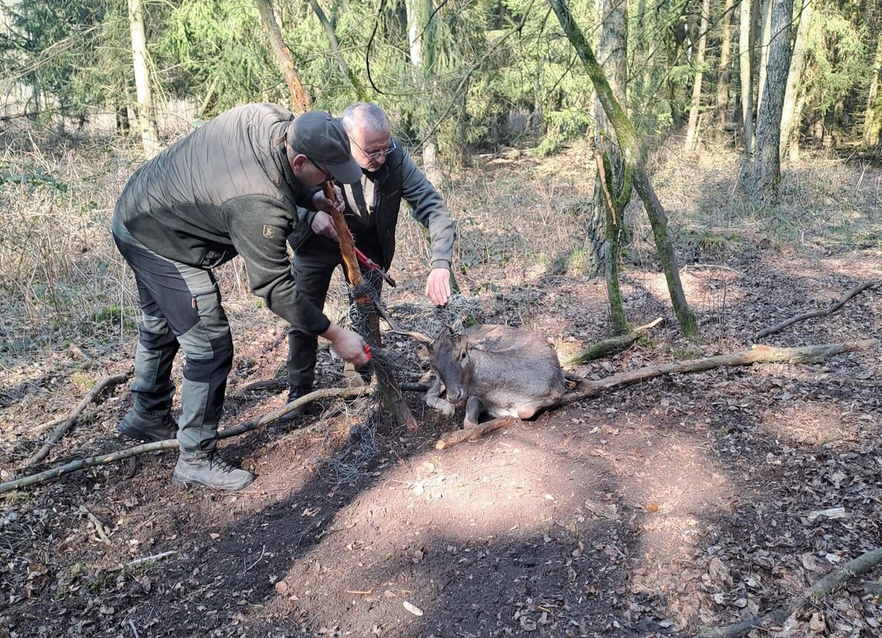 Znaleźli go. Leśnicy się nie wahali. "Bez pomocy nie miałby szans"