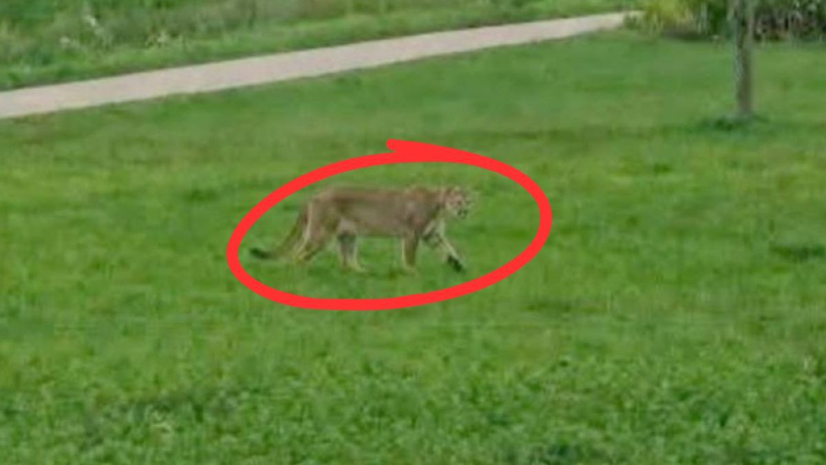 Pumy na Mazowszu? Prawda zaskoczyła mieszkańców