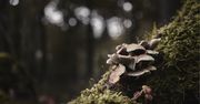 Zimą też chodzę na grzyby. Większość okazów znajduję na drzewach