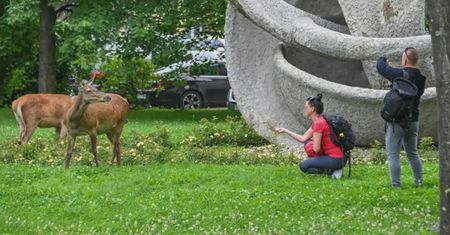 Zakopane. Miasto, które dosłownie dziczeje. I nie chodzi tu o turystów