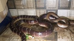 Jadowity wąż kanibal zjadł innego węża. Niezwykłe nagranie z Indii