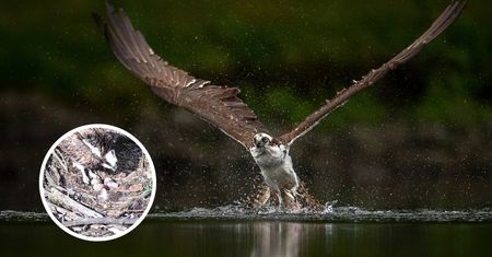 Małe wielkie wydarzenie w Nadleśnictwie Lipka. Wykluł się pisklak rybołowa