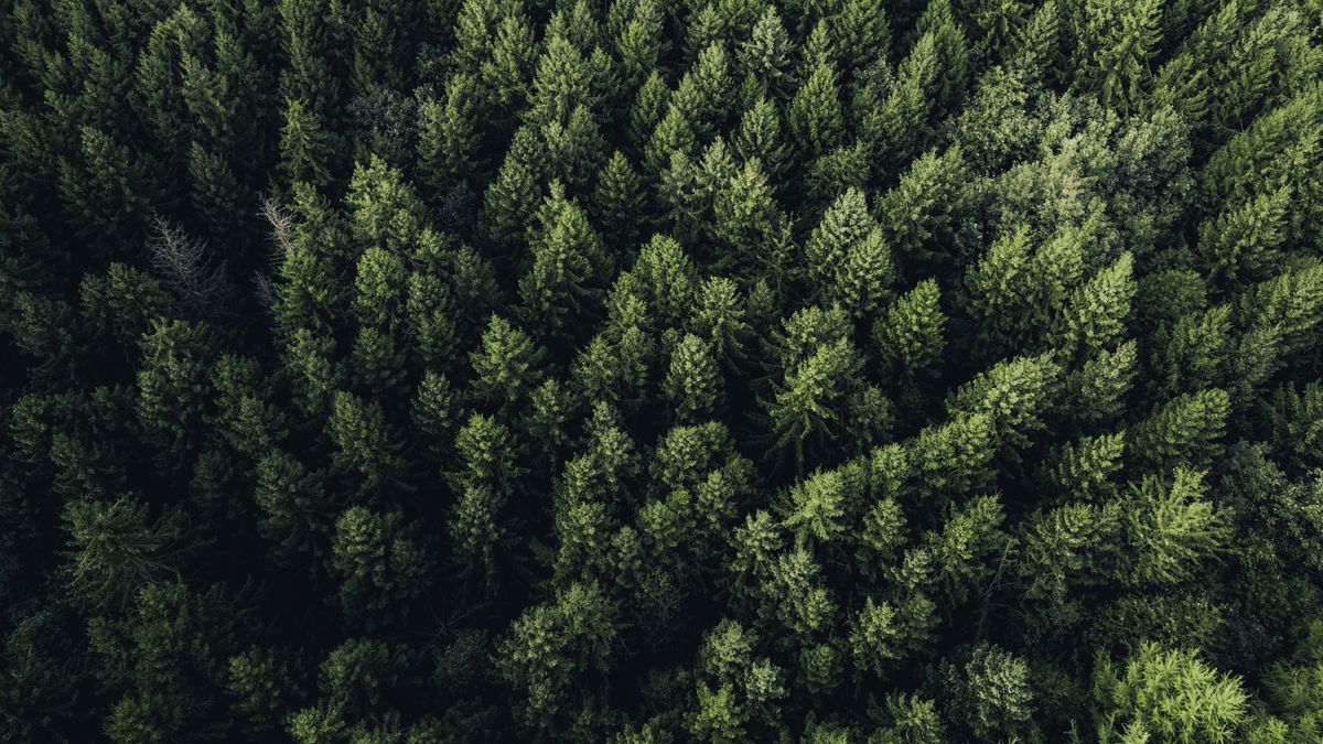 Lasy świerkowe są zagrożone 