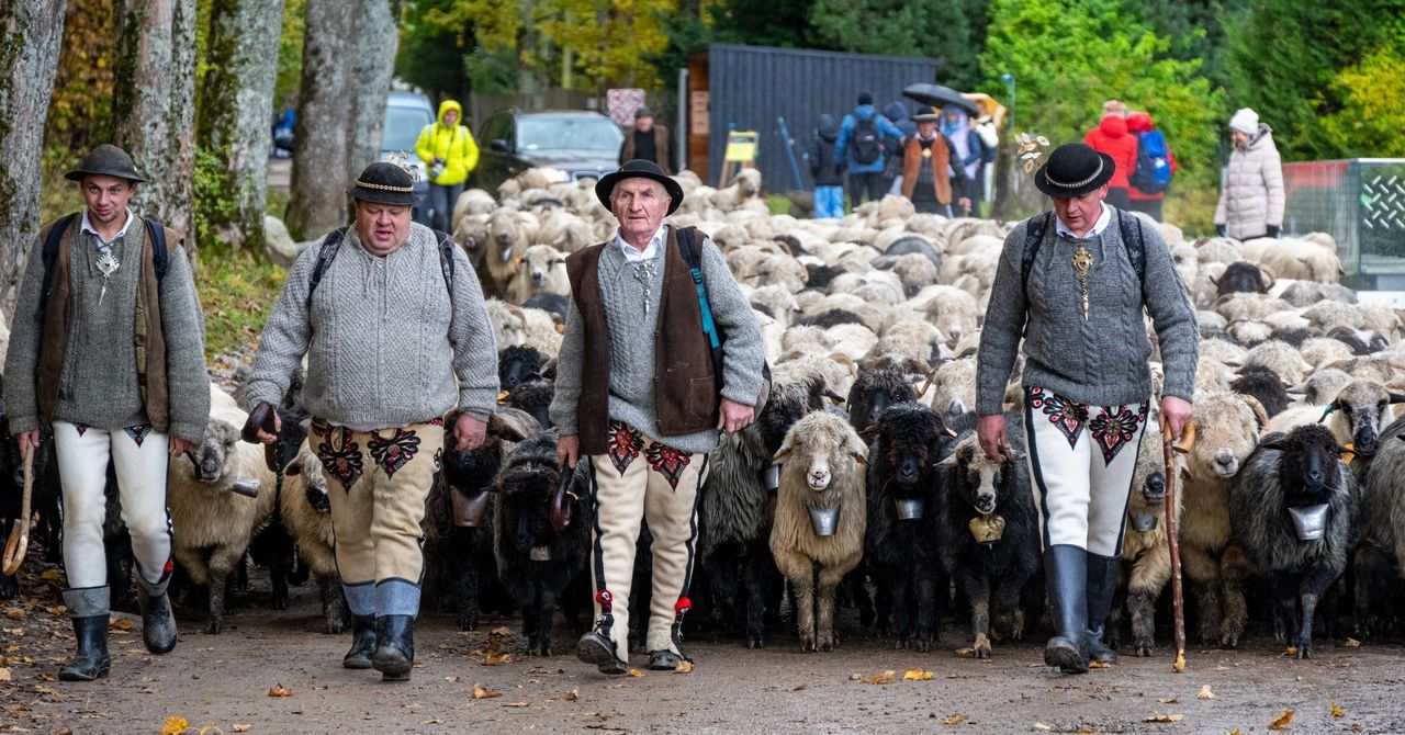 Podhale: Owce z Doliny Kościeliskiej wróciły do domu