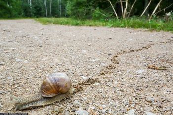 Tam znowu nie dorobią na ślimakach. Jest decyzja urzędników