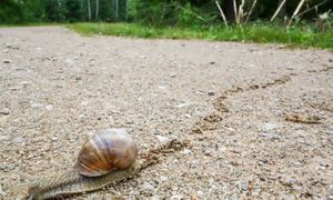 Tam znowu nie dorobią na ślimakach. Jest decyzja urzędników