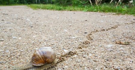 Tam znowu nie dorobią na ślimakach. Jest decyzja urzędników