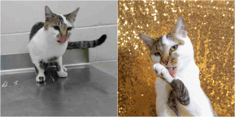 Zrób coś dobrego – sfotografuj psiaka w schronisku! O wpływie fotografii na adopcję zwierząt 6