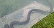 Zielona Góra: Wąż na tarasie. Wezwano policję