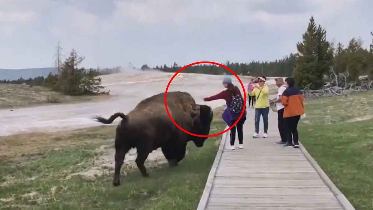 Turystka chciała pogłaskać bizona