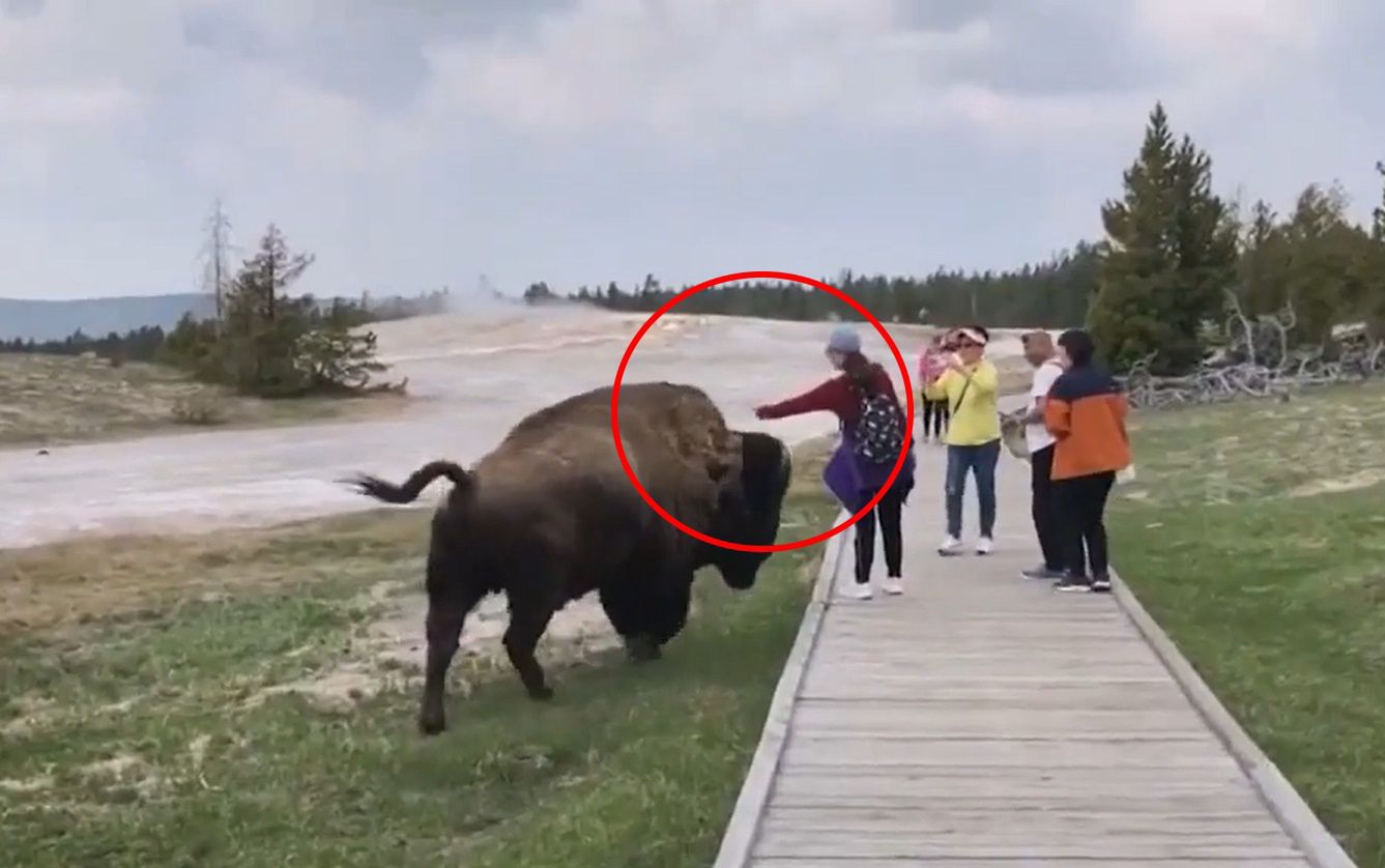 Podeszła do bizona w Yellowstone. Na nagraniu widać, co się stało