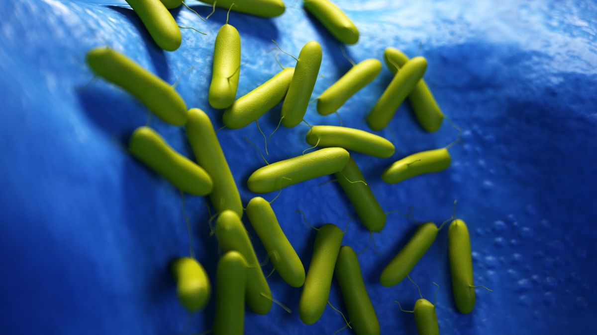 Pałeczka ropy błękitnej - zarażenie, zapobieganie zakażeniu, leczenie