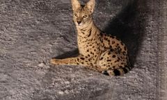 Egzotyczny kot na wolności. Grozi mu niebezpieczeństwo