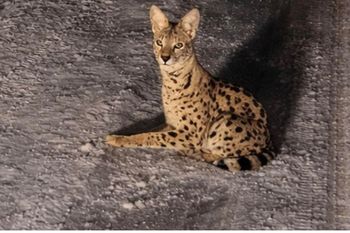 Egzotyczny kot na wolności. Grozi mu niebezpieczeństwo