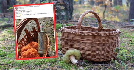 "Żenujące". Grzybiarka zaniemówiła. Pokazała, co zastała w lesie