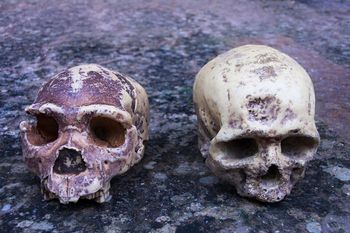 Niektóre wady rozwojowe mózgu odziedziczyliśmy po neandertalczykach
