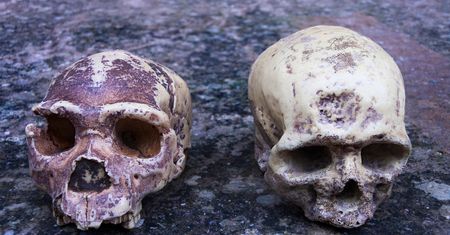 Niektóre wady rozwojowe mózgu odziedziczyliśmy po neandertalczykach