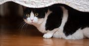 Kot się chowa? Przekazuje ci ważną wiadomość