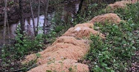 200 kg makaronu w lesie. Zagadka została rozwiązana