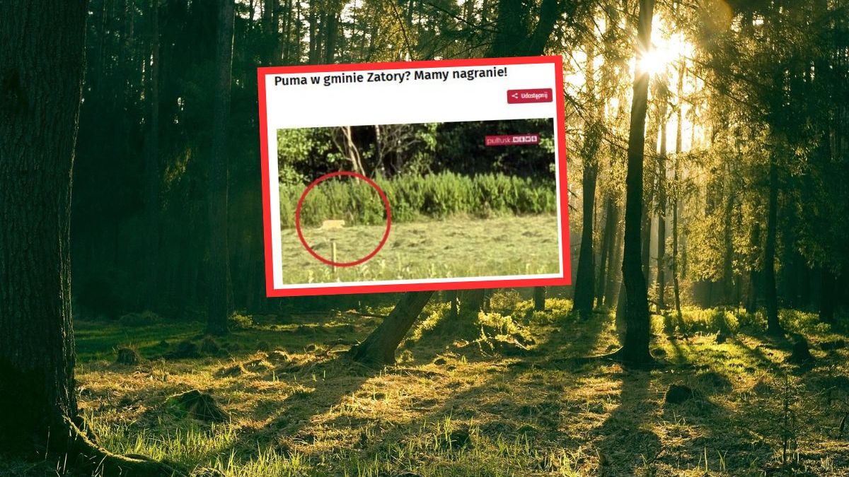 Na Mazowszu sfilmowano zwierzę przypominające pumę
