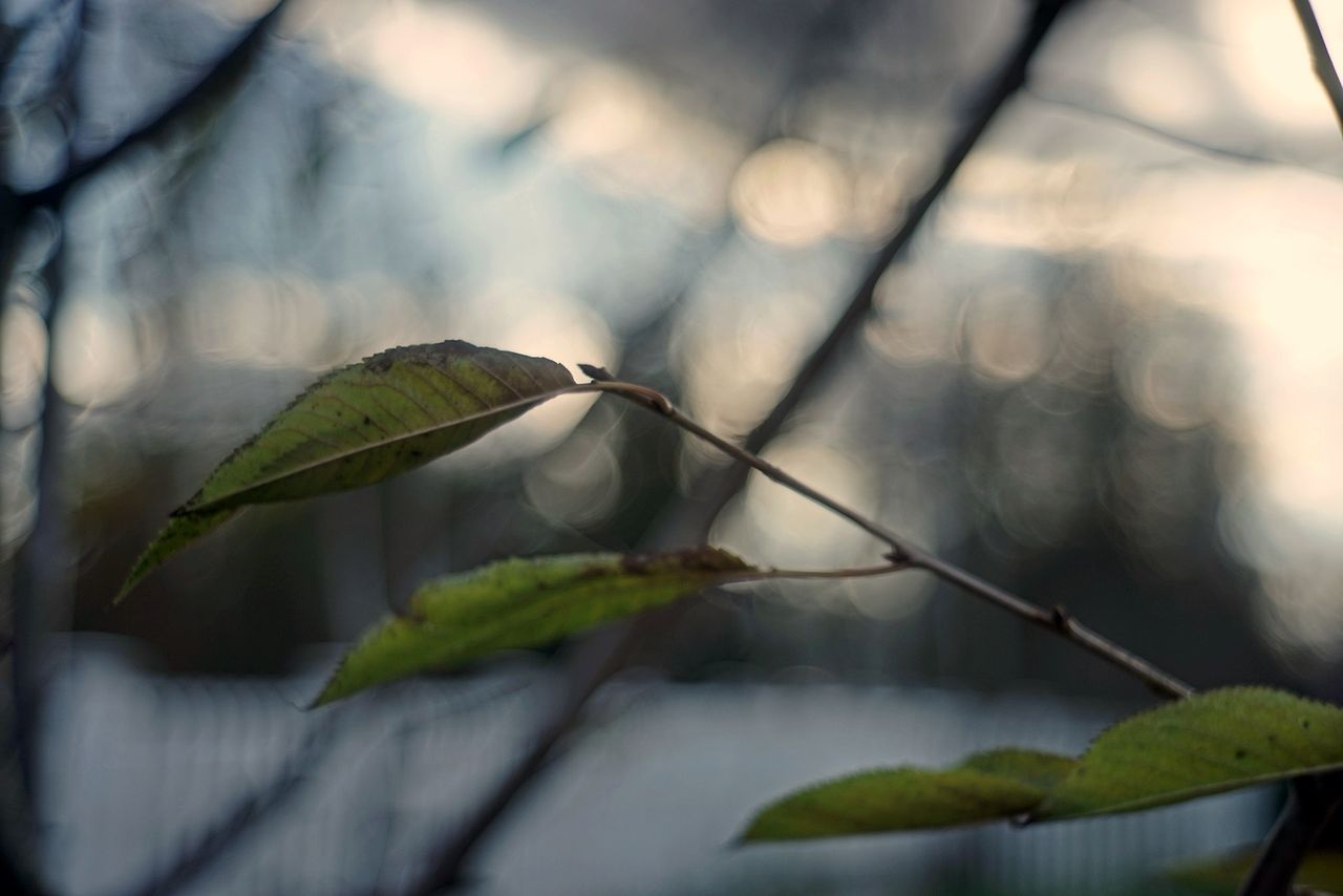 Sony A7, Carl Zeiss Jena Sonnar 50 mm f/2, przysłona f/2