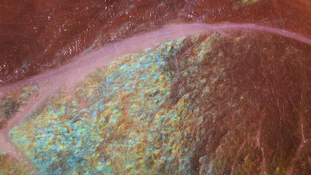 Co oznacza tęczowy połysk na wędlinie? Wyjaśniamy skąd się bierze