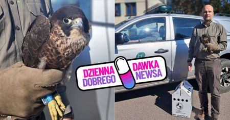 Uratowany po raz drugi. Niezwykła historia młodego sokoła