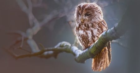 Sztuka Natury w obiektywie – wyjątkowa wystawa w galerii „Migawka”