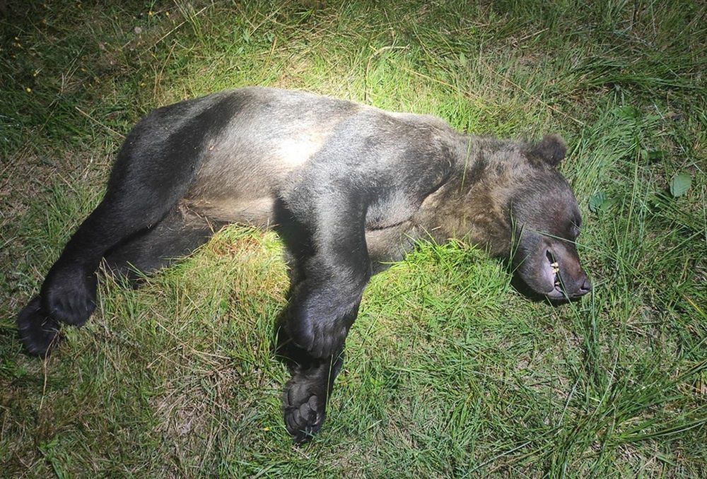 Zabite niedźwiedzie