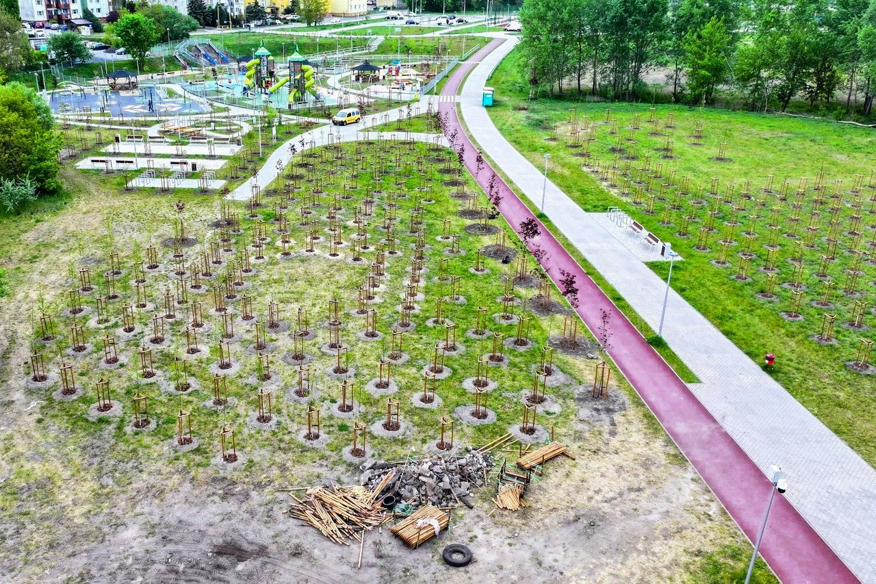 Nowe drzewa na plantach w Pile! Ponad 1000 nasadzeń zmienia krajobraz miasta