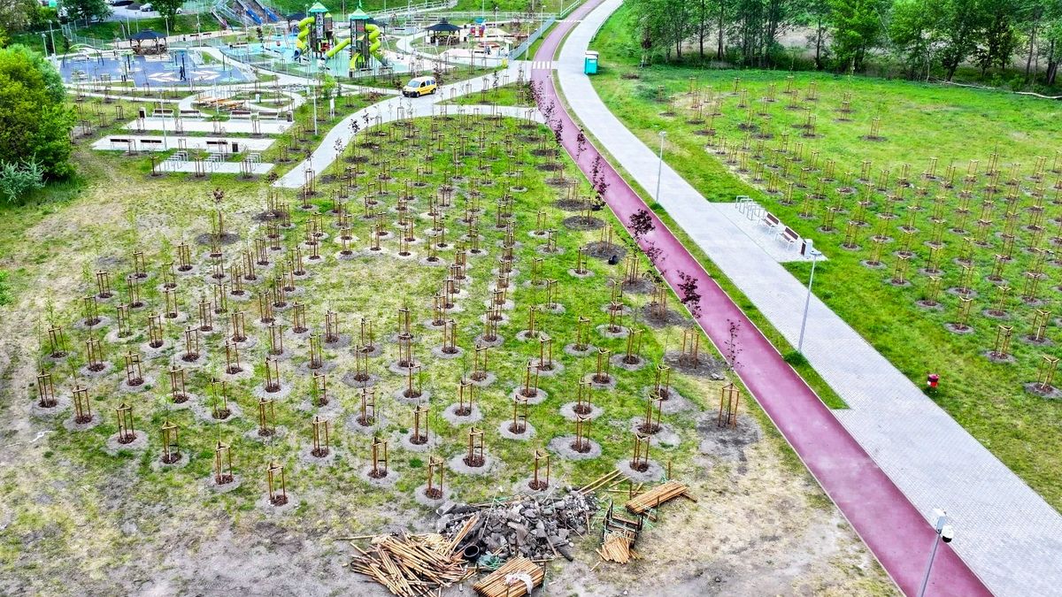 Planty w Pile