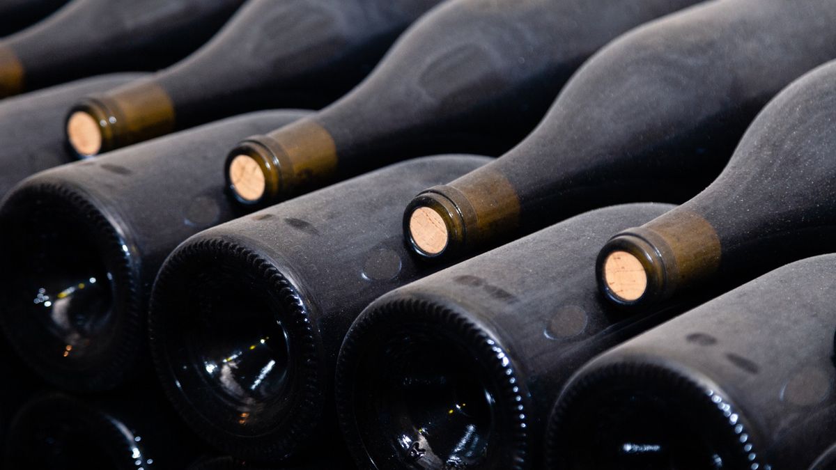 Właściciel winnicy o wyzwaniach przy winobraniu