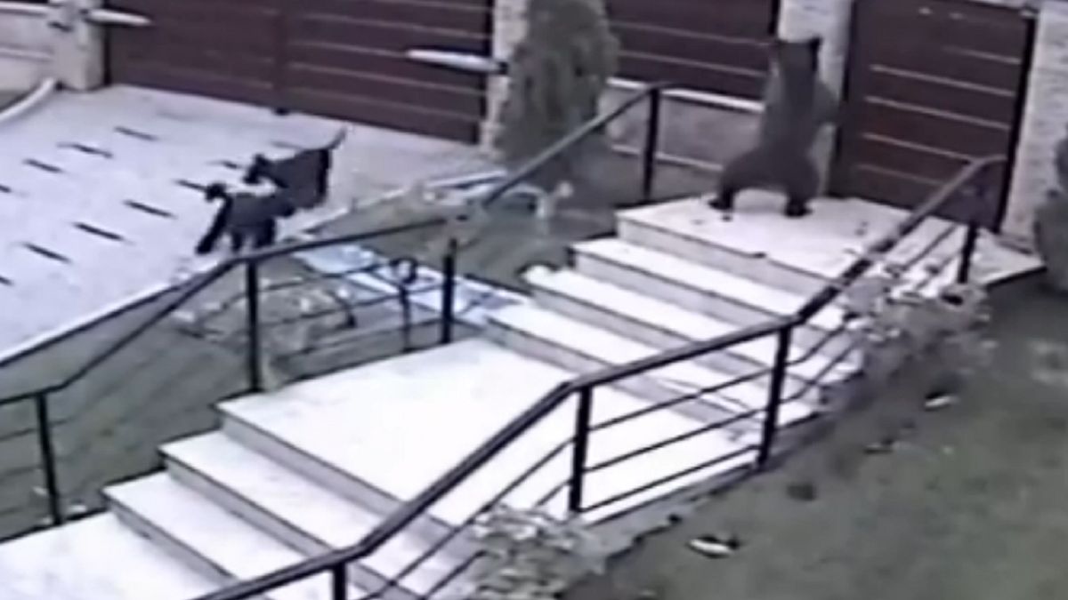 Niedźwiedź przepędzony przez psy.