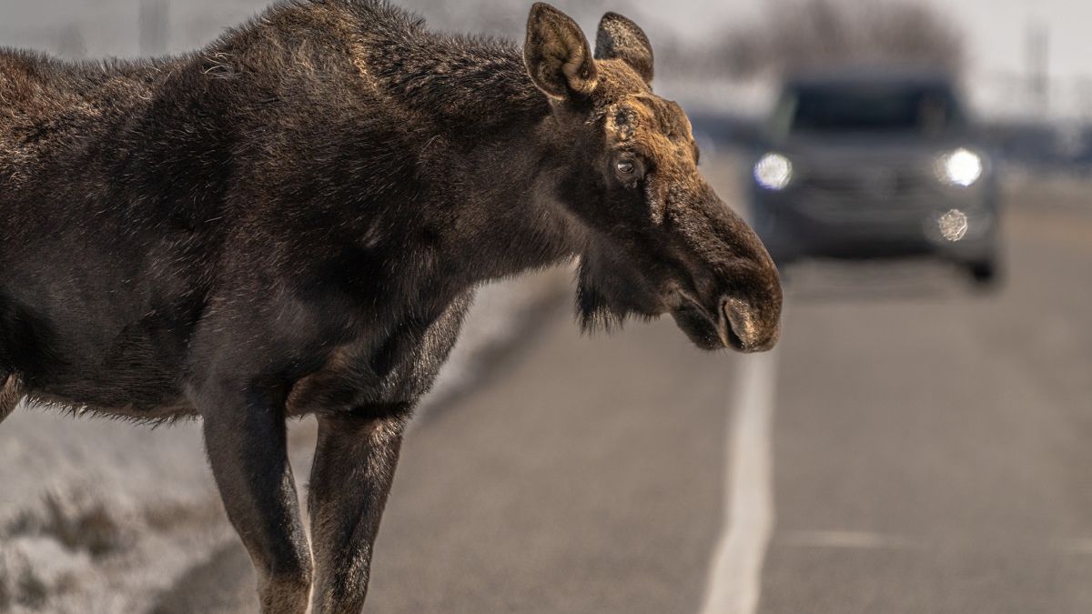 Dzikie zwierzęta zimą często wychodzą na drogi.