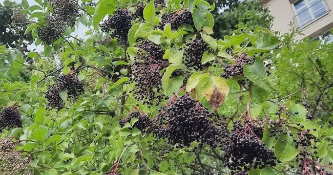 Owoce czarnego bzu. Domowe sposoby na syrop, dżem i herbatkę