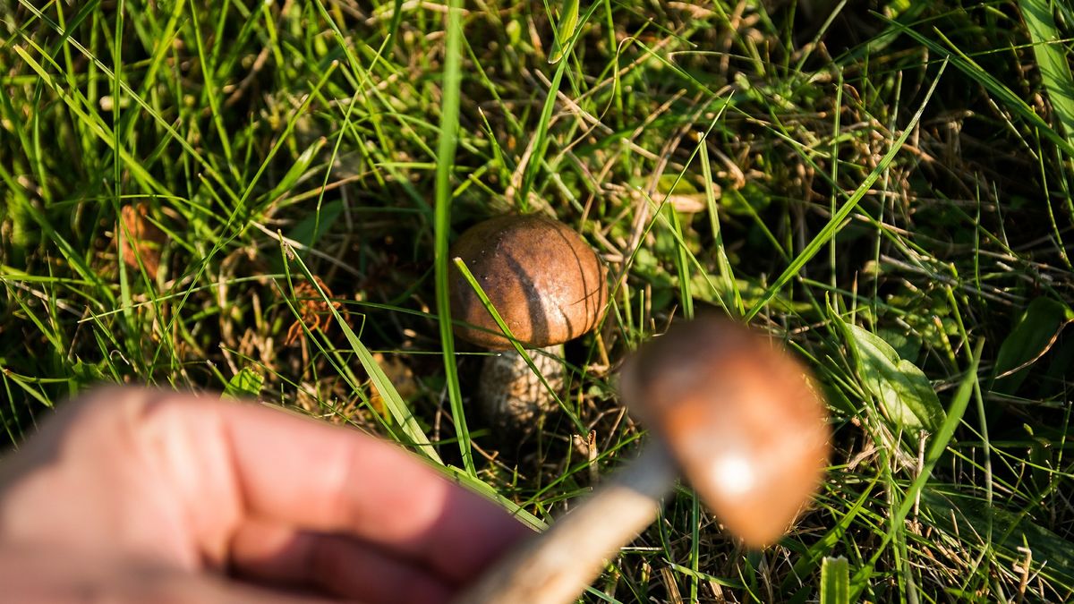 Srebro i cebula rozpozna trującego grzyba? To mit. Tłumaczymy, jak uniknąć tragedii 1