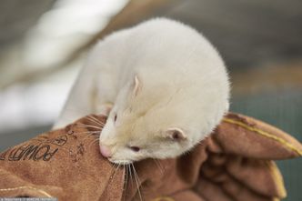 Koronawirus. Służby weterynaryjne mają badać norki. Na razie zbadały jedną
